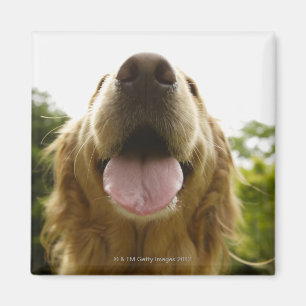 Golden Retriever 5 Magneet