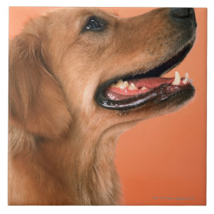 Golden Retriever 7 Tegeltje