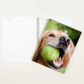 Golden Retriever Avec Balle De Tennis (Devant avec enveloppe)