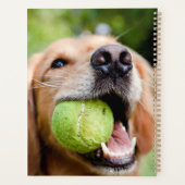 Golden Retriever Avec Balle De Tennis (Dos)