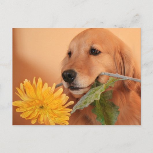 Golden Retriever Avec Carte Postale Fleur (Devant)