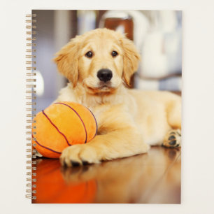 Golden Retriever Avec Jouet De Basket
