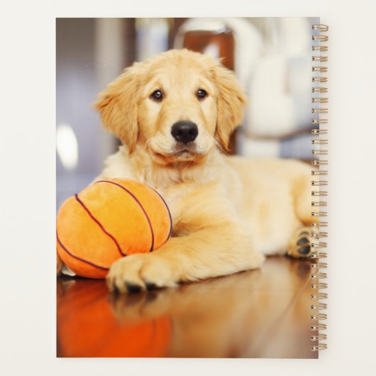 Golden Retriever Avec Jouet De Basket (Dos)