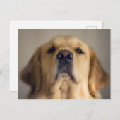 Golden Retriever Balancing Treat Nose Briefkaart (Voorkant / Achterkant)