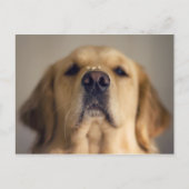 Golden Retriever Balancing Treat Nose Briefkaart (Voorkant)