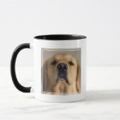 Golden Retriever Balancing Treat on Nose Mok (Links)