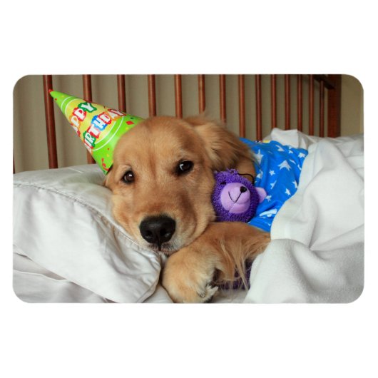Golden Retriever Birthday Magneet (Horizontaal)