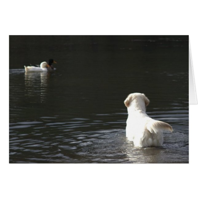 Golden Retriever Blank-fotokaart (Voorkant Horizontaal)