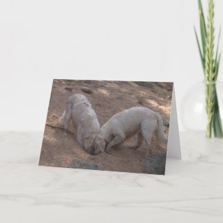 Golden Retriever Blank Photo Card Kaart