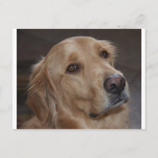 Golden Retriever Briefkaart