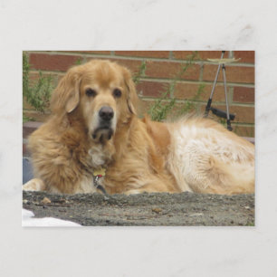 Golden Retriever Briefkaart