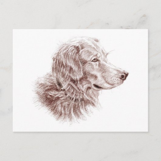 Golden Retriever Briefkaart (Voorkant)