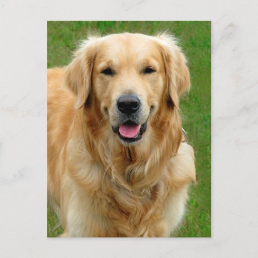 Golden Retriever Briefkaart (Voorkant)