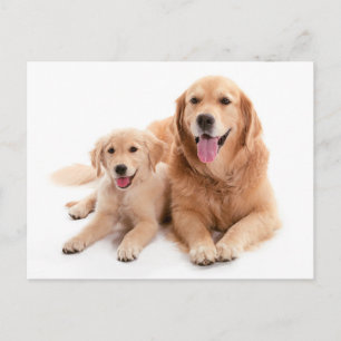 Golden Retriever Buddies Briefkaart
