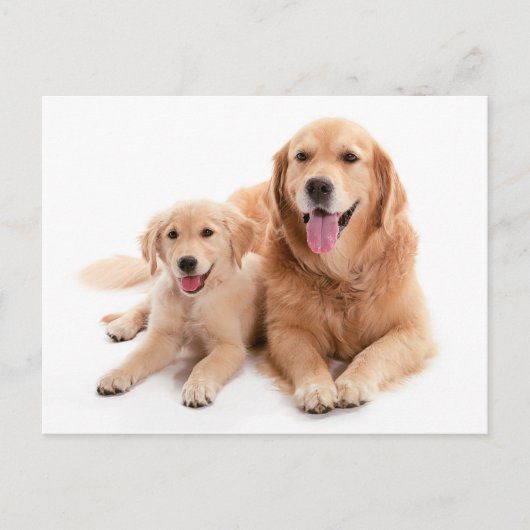 Golden Retriever Buddies Briefkaart (Voorkant)