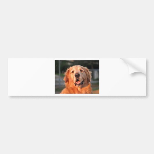 Golden Retriever Bumpersticker (Voorkant)