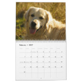 Golden Retriever Calendrier 2024 Photos (Feb 2027)