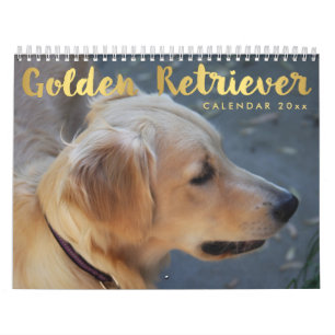 Golden Retriever Calendrier 2026 Avec Photos