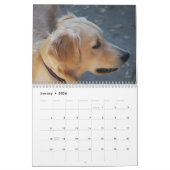Golden Retriever Calendrier 2026 Avec Photos (Jan 2026)