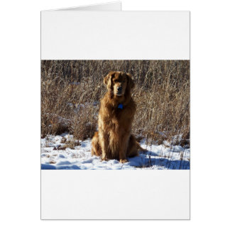 Golden Retriever Chien