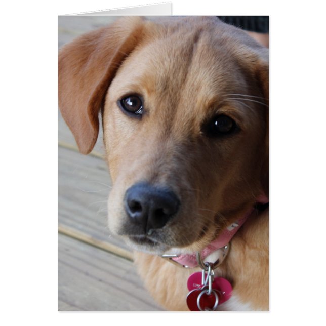 Golden Retriever Chien (Devant)