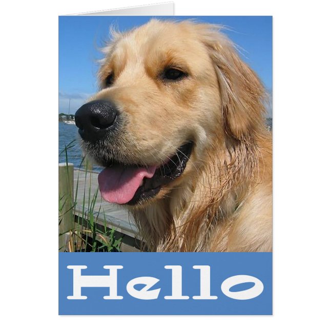 Golden Retriever Chien Chien Chien Chien Chien Bla (Devant)