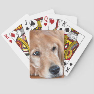 Golden Retriever Close-up Pokerkaarten