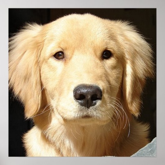 Golden Retriever Closeup Poster (Voorkant)