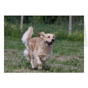 Golden retriever courant 1