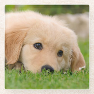 Golden Retriever Cute Dog Puppy Dreaming - Glazen Onderzetter