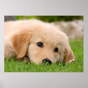 Golden Retriever Cute Puppy Dreaming, foto Pet Poster