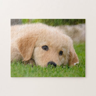Golden Retriever Cute Puppy Dreaming, game 11x14 Legpuzzel