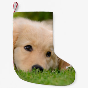Golden Retriever Cute Puppy Dreaming - Santa mante Kleine Kerstsok
