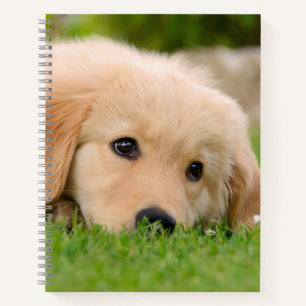 Golden Retriever Cute Puppy Dreams Dog Foto Notitieboek