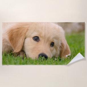 Golden Retriever Cute Puppy Dreams Dog Foto Strandlaken