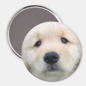 Golden Retriever Cute Puppy Magneet (Voorkant / Achterkant)