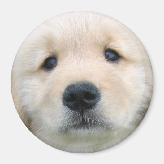 Golden Retriever Cute Puppy Magneet (Voorkant)