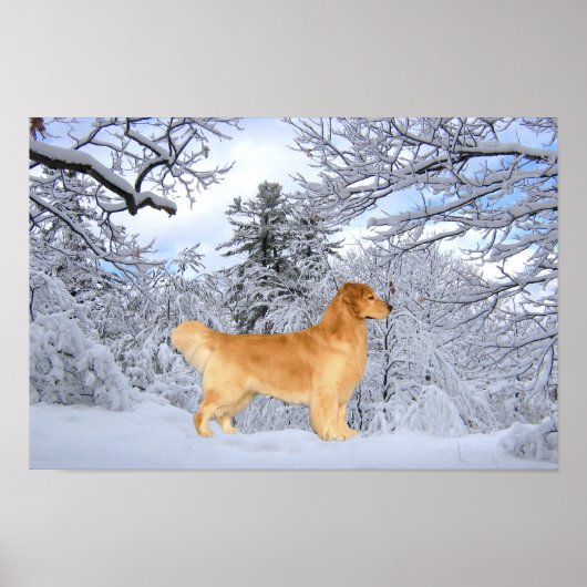 Golden Retriever Danny Boy Print (Voorkant)
