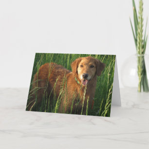 Golden retriever dans la carte de voeux d'herbe