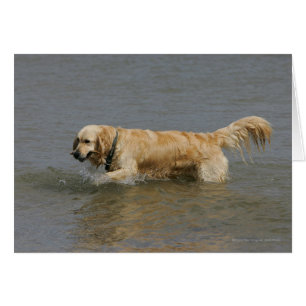 Golden retriever dans l'eau
