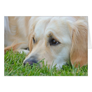 Golden Retriever dans l'herbe
