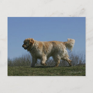 Golden retriever die 3 in werking stellen briefkaart