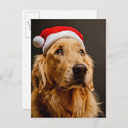 Golden Retriever die zich voor zijn kerstfeest inz Feestdagenkaart (Voorkant / Achterkant)
