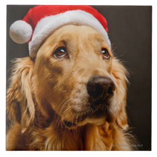 Golden Retriever die zich voor zijn kerstfeest inz Tegeltje