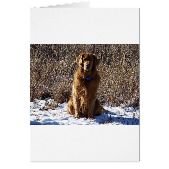 Golden Retriever Dog (Voorkant)