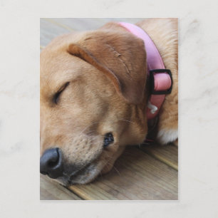 Golden Retriever Dog #4 Briefkaart