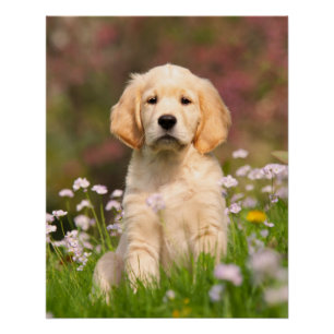 Golden Retriever Dog Cute Goldie Puppy, Foto Perfect Poster