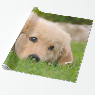 Golden Retriever Dog Cute Puppy Dreaming Portret Cadeaupapier