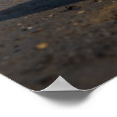 Golden Retriever Dog die op een pedaalbord leest Poster (Hoek)