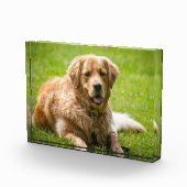 Golden Retriever Dog Fotoblokken (Rechts)